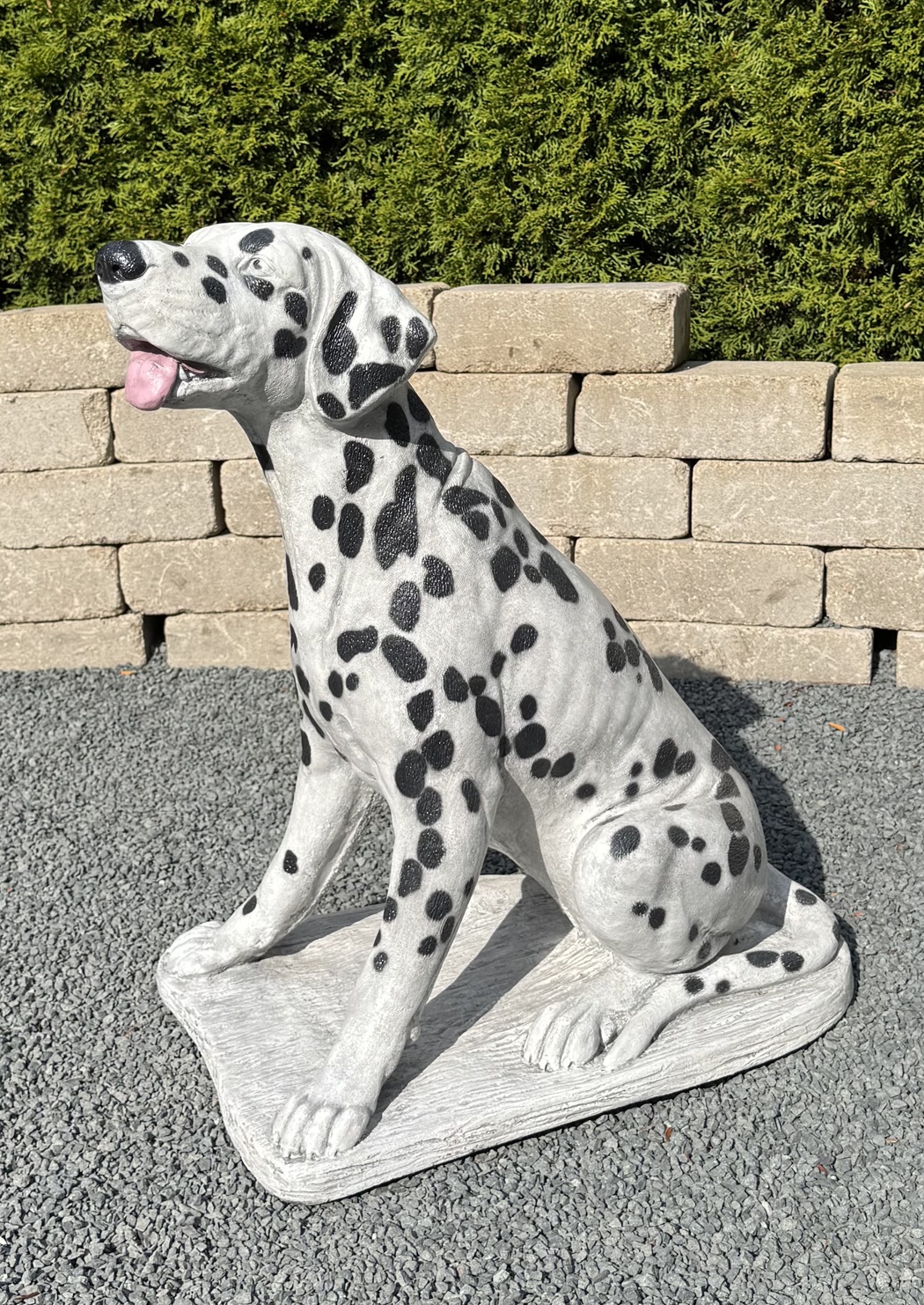Dalmatian Dog