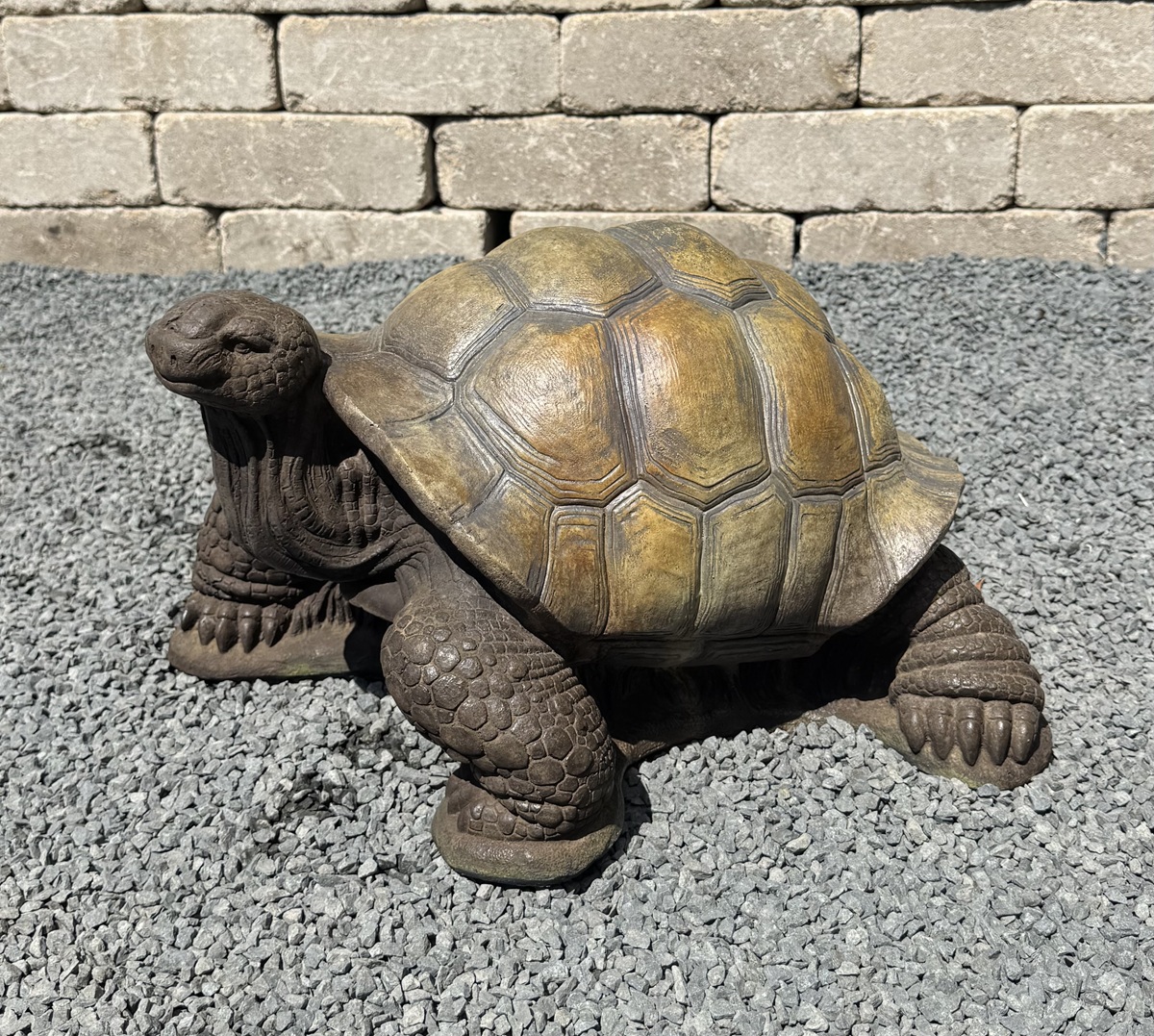 Medium Turtle