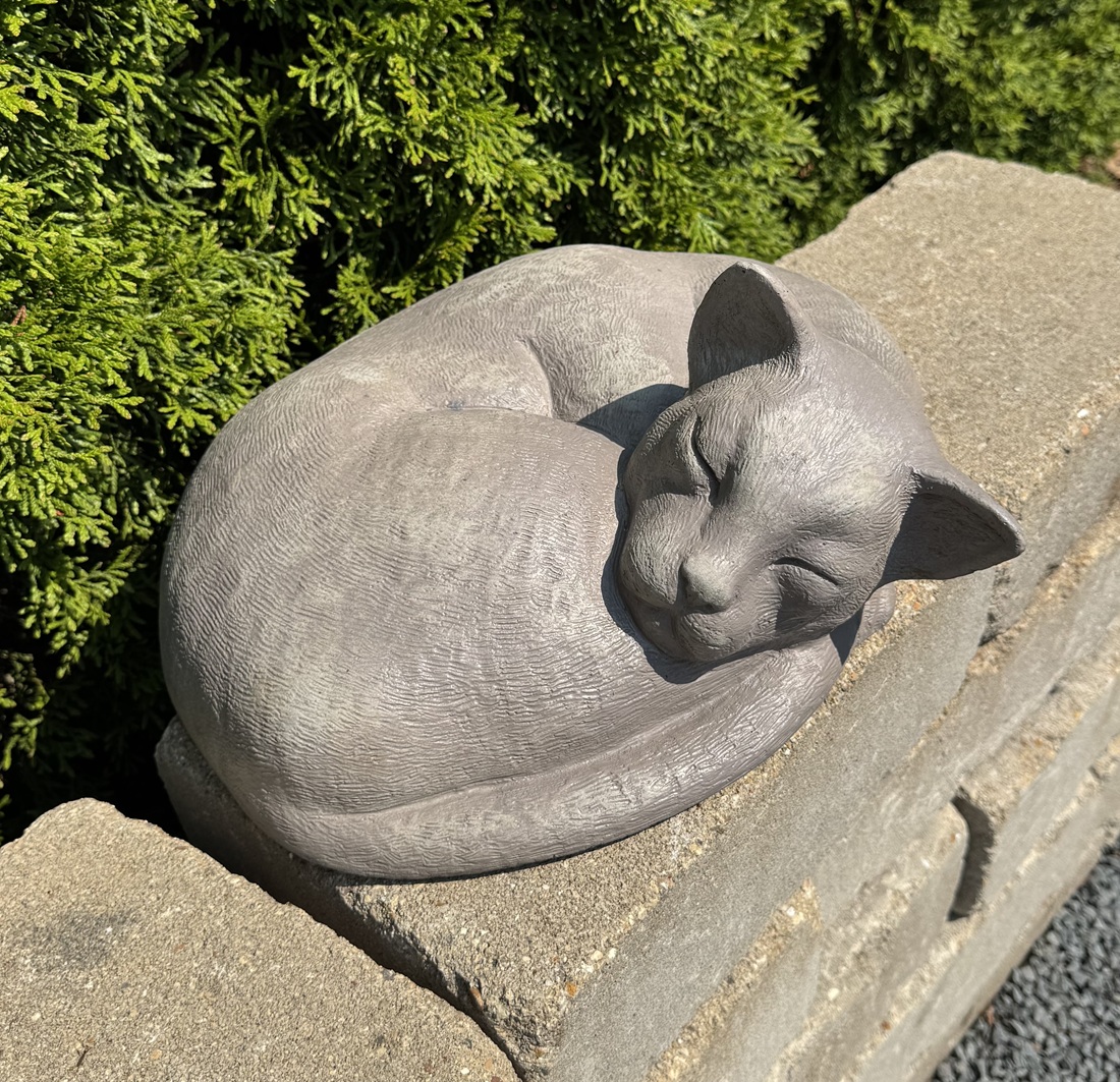 Laying Cat