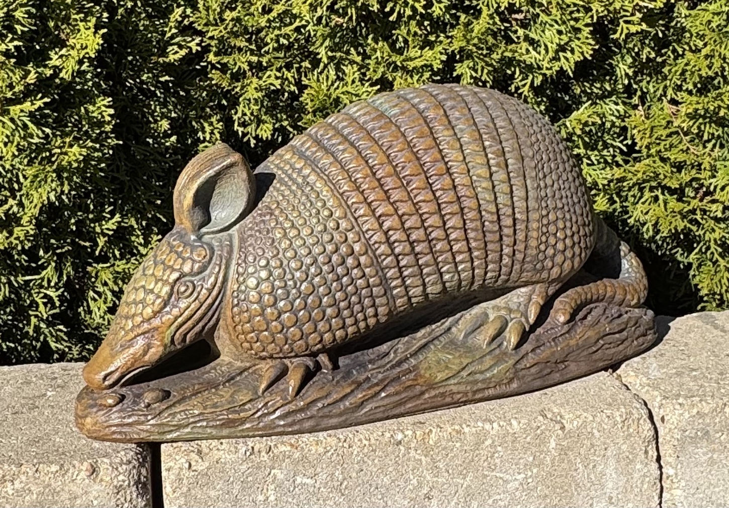 Armadillo