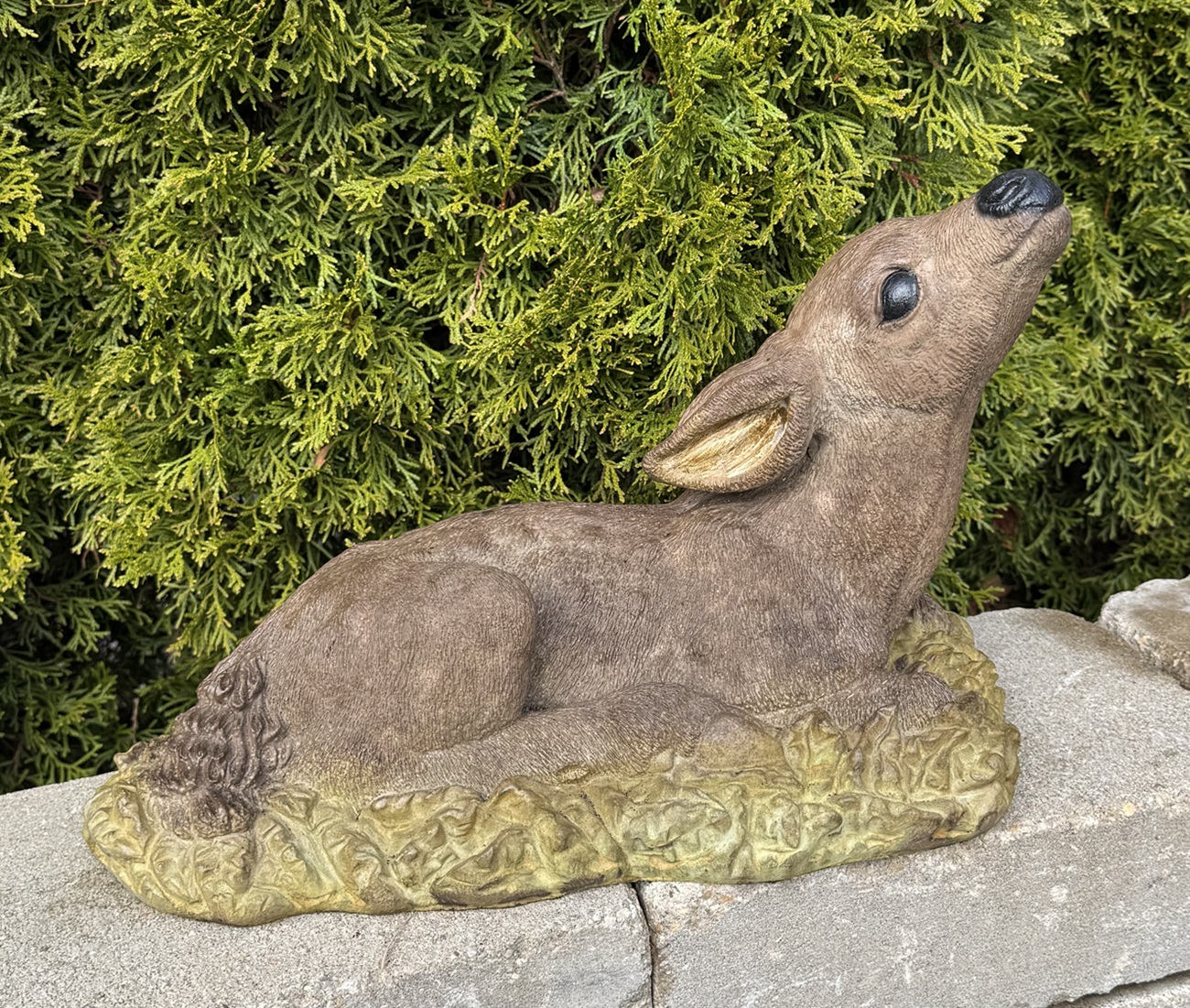 Reclining Fawn Looking Up