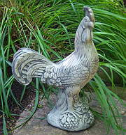 Rooster Provence