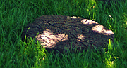 Woodland Stepping Stone/Stool Top
