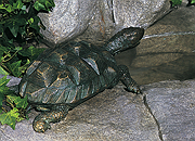Medium Turtle (verde)